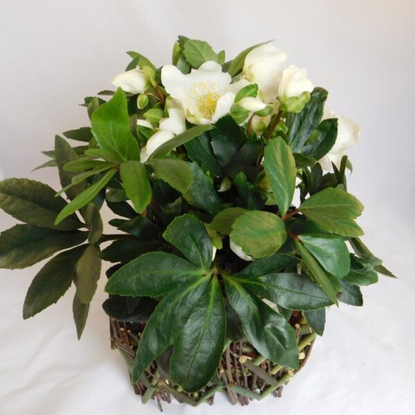 Der schöne Korb mit der edlen Christrosen Pflanze für draussen