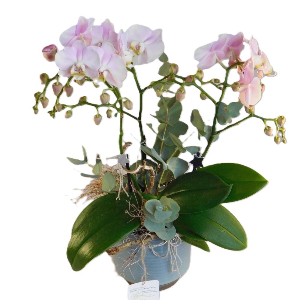 Die edle Orchidee im passenden Topf, natürlich ausgeschmückt – Bild 2