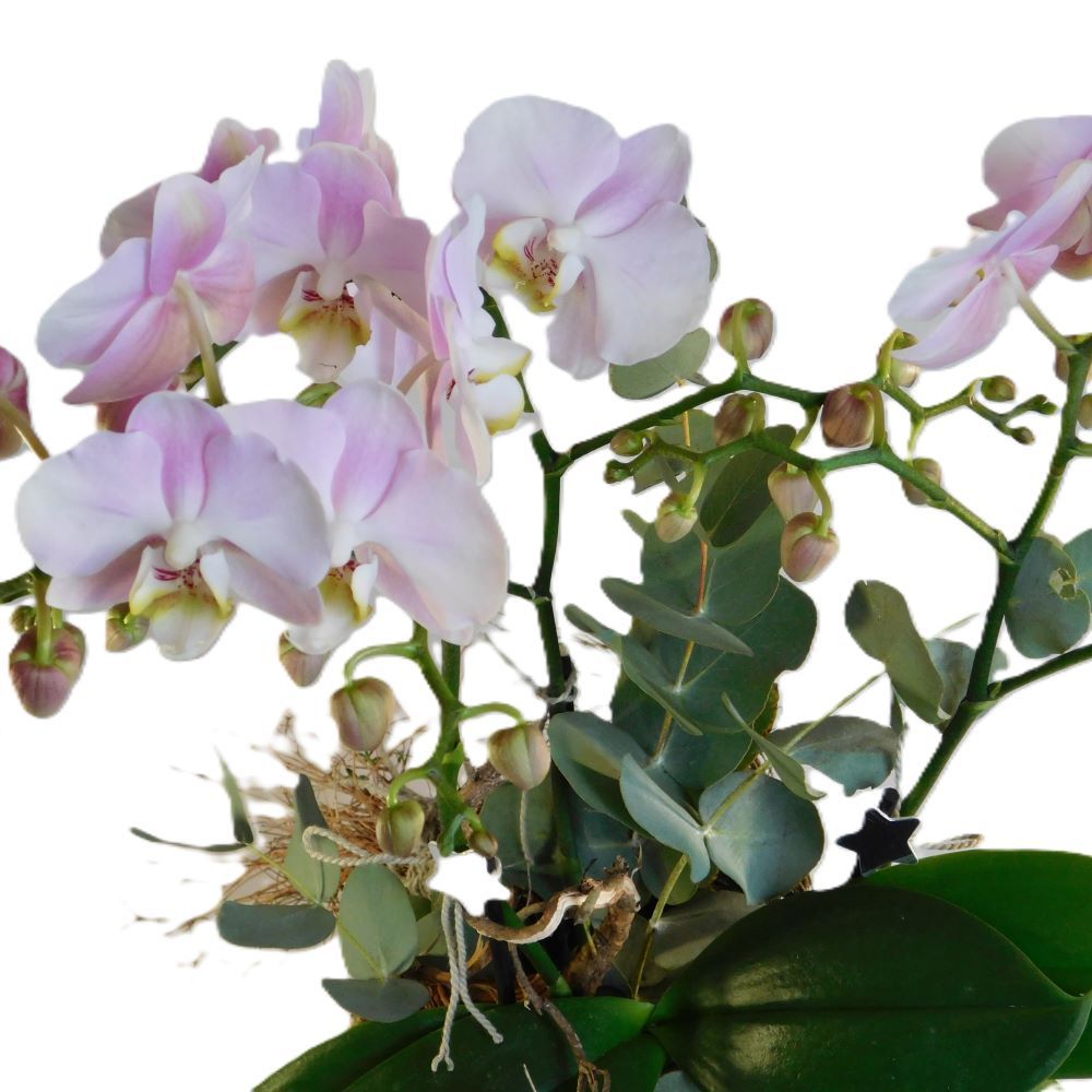 Die edle Orchidee im passenden Topf, natürlich ausgeschmückt