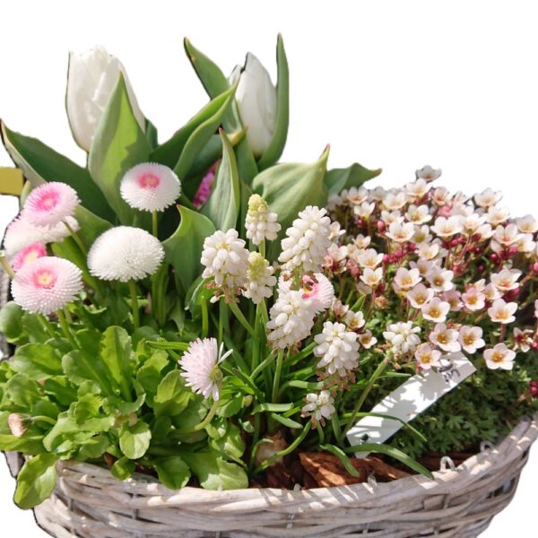 Das saisonale Pflanzen-Arrangement für draussen (Symbolbilder)